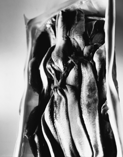 20_Sardine_congelate